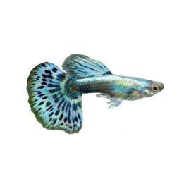Miljoonakala koiras green puolikuu elephant 3-4,5 cm -