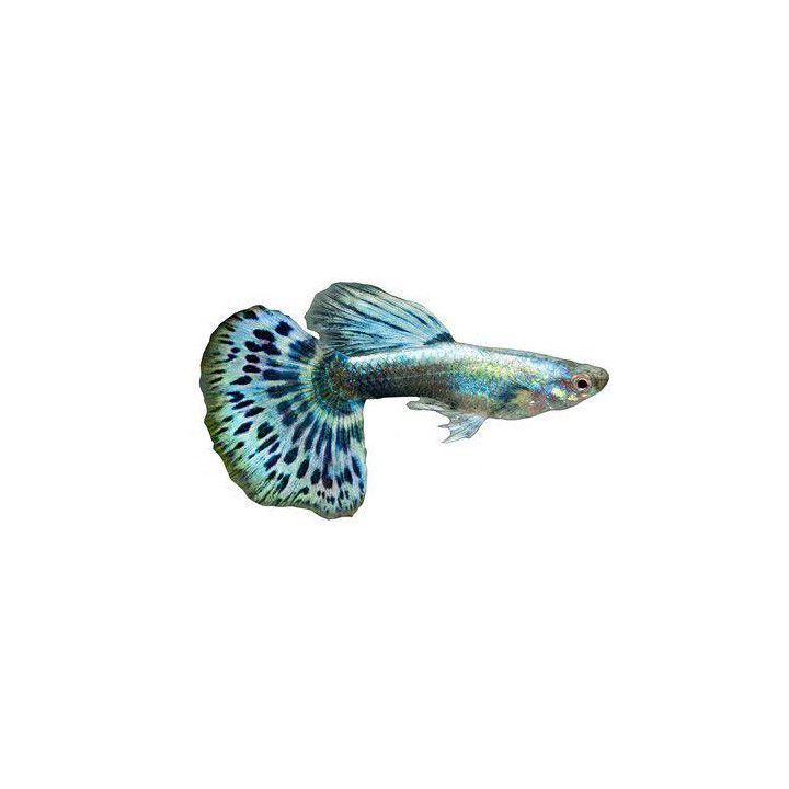 Miljoonakala koiras green puolikuu elephant 3-4,5 cm -