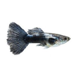 Miljoonakala koiras blue tiikeri dragon 3-4,5 cm -