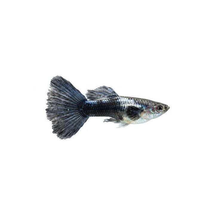 Miljoonakala koiras blue tiikeri dragon 3-4,5 cm -