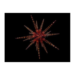 Eucidaris metularia - Mine Urchin - Red Banded