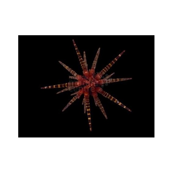 Eucidaris metularia - Mine Urchin - Red Banded