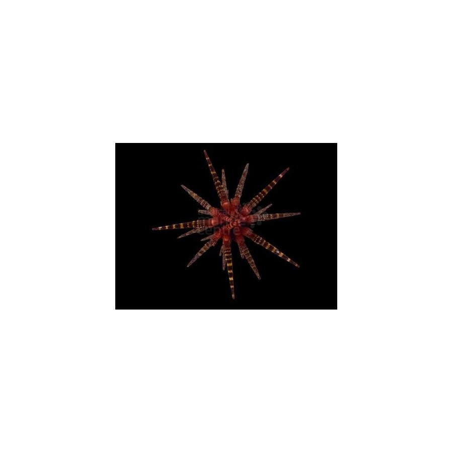 Eucidaris metularia - Mine Urchin - Red Banded