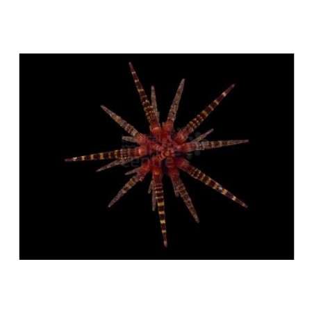 Eucidaris metularia - Mine Urchin - Red Banded