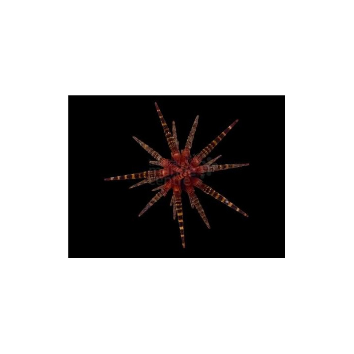 Eucidaris metularia - Mine Urchin - Red Banded