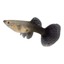 Miljoonakala naaras blue tiikeri dragon 3-4,5 cm -