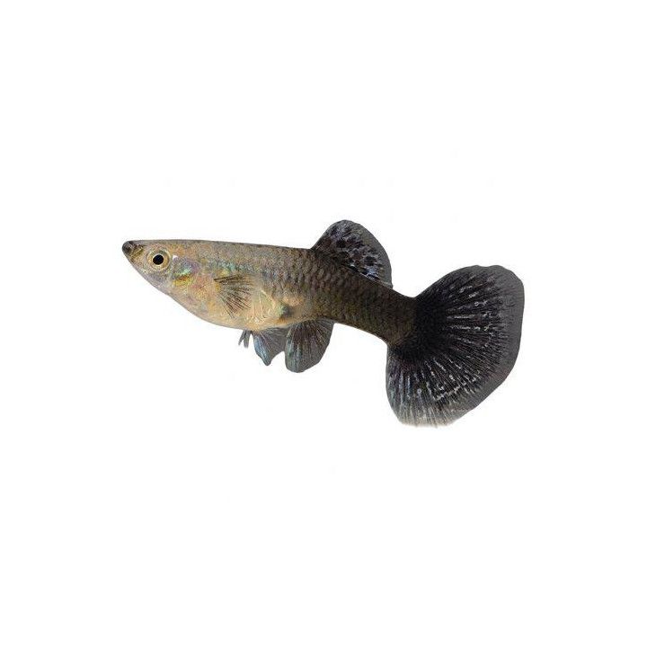 Miljoonakala naaras blue tiikeri dragon 3-4,5 cm -