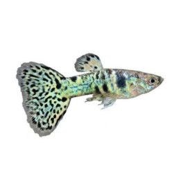 Miljoonakala koiras blue & yellow tiikeri sekoitus 3-4,5 cm -