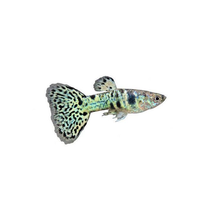 Miljoonakala koiras blue & yellow tiikeri sekoitus 3-4,5 cm -