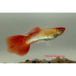 Miljoonakala koiras golden koi 3-4,5 cm -