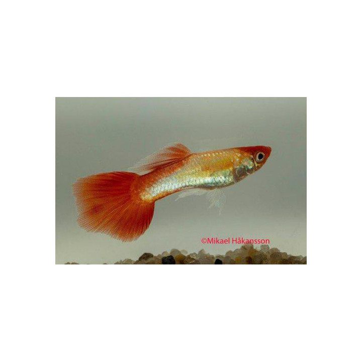 Miljoonakala koiras golden koi 3-4,5 cm -