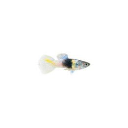 Miljoonakala koiras silver droll bumble bee 3-4,5 cm -
