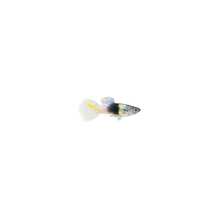 Miljoonakala koiras silver droll bumble bee 3-4,5 cm -