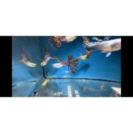 Miljoonakala koiras crowntail 3-4,5 cm -