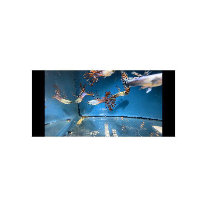 Miljoonakala koiras crowntail 3-4,5 cm -