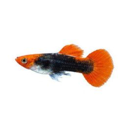 Miljoonakala koiras koi tuxedo 3-4,5 cm -