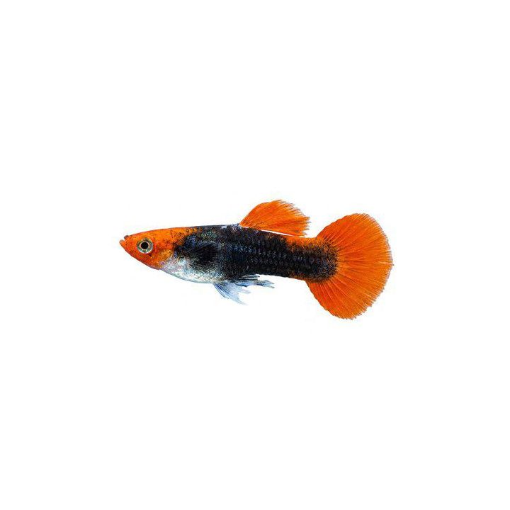 Miljoonakala koiras koi tuxedo 3-4,5 cm -