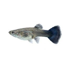 Miljoonakala naaras blue queen 3-4,5 cm -