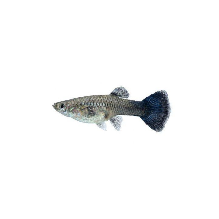 Miljoonakala naaras blue queen 3-4,5 cm -