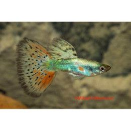 Miljoonakala koiras red tigerdragon 3-4,5 cm -