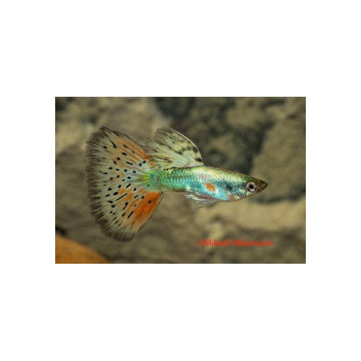 Miljoonakala koiras red tigerdragon 3-4,5 cm -