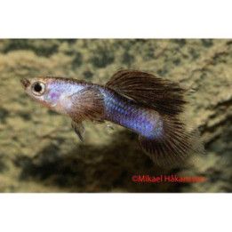 Miljoonakala koiras panda 3-4,5 cm -