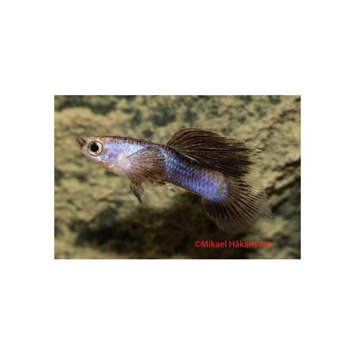 Miljoonakala koiras panda 3-4,5 cm -