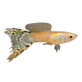 Miljoonakala koiras citrus scissortail 3-4,5 cm -