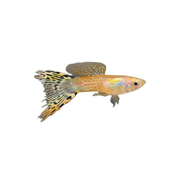 Miljoonakala koiras citrus scissortail 3-4,5 cm -