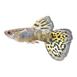 Miljoonakala koiras green tiikeri dragon 3-4,5 cm -