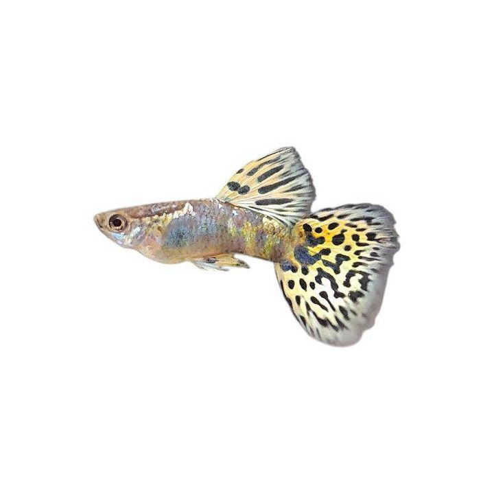 Miljoonakala koiras green tiikeri dragon 3-4,5 cm -