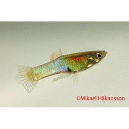 Miljoonakala koiras pyrstö japan blue -