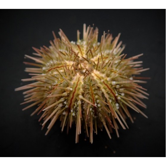 Lytechinus variegatus - Pincushion Urchin