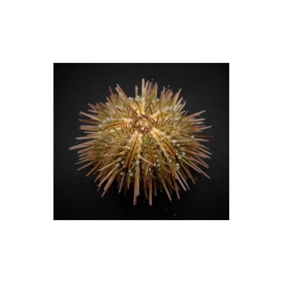 Lytechinus variegatus - Pincushion Urchin