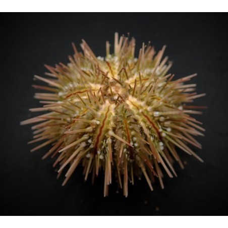 Lytechinus variegatus - Pincushion Urchin