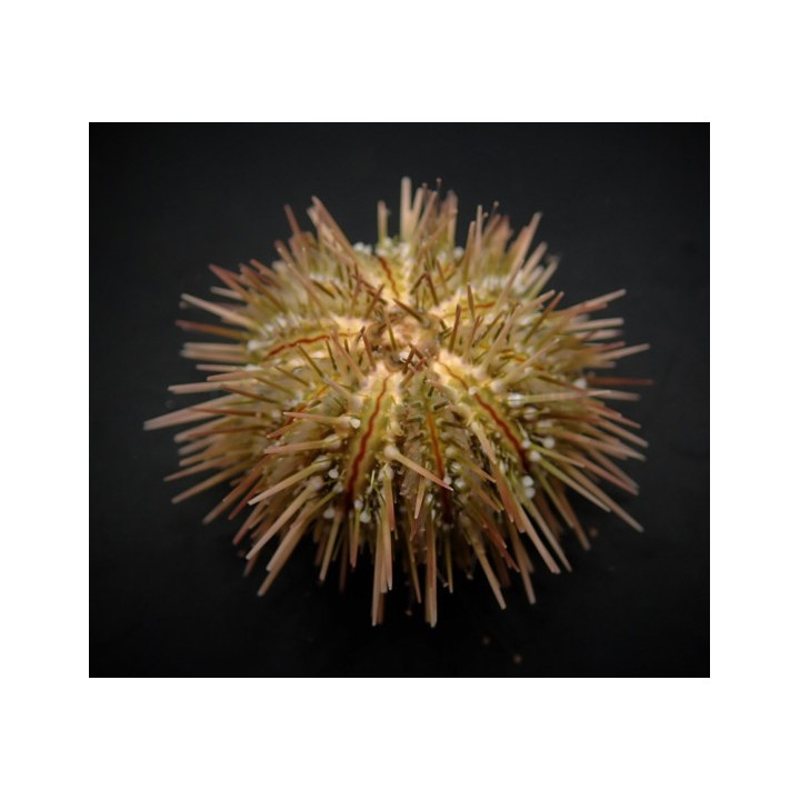 Lytechinus variegatus - Pincushion Urchin