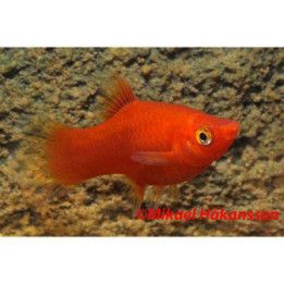 Platy punainen 3,5-5 cm -