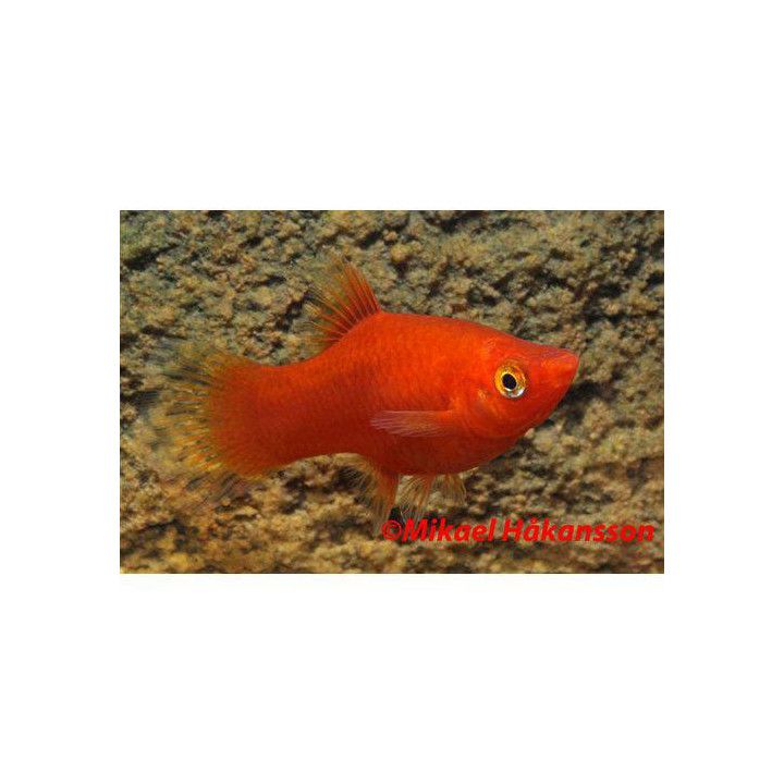 Platy punainen 3,5-5 cm -
