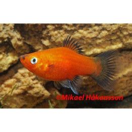 Platy punainen wagtail 3,5-5 cm -