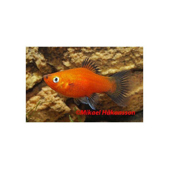Platy punainen wagtail 3,5-5 cm -