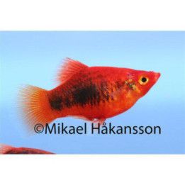 Platy tuxedo 3,5-5 -