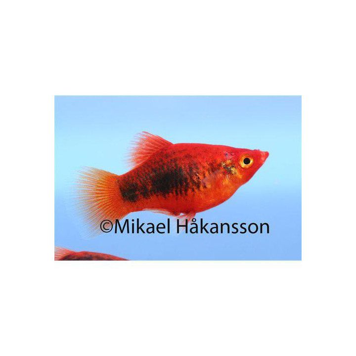 Platy tuxedo 3,5-5 -