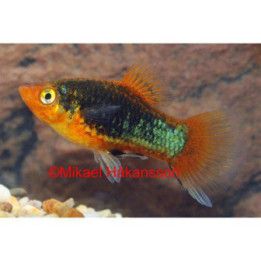 Platy musta 3,5-5 cm -