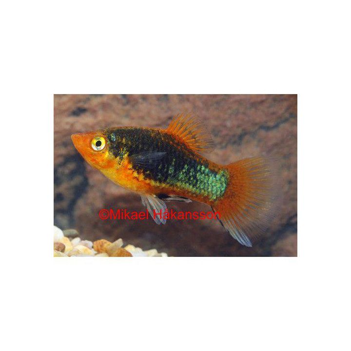 Platy musta 3,5-5 cm -
