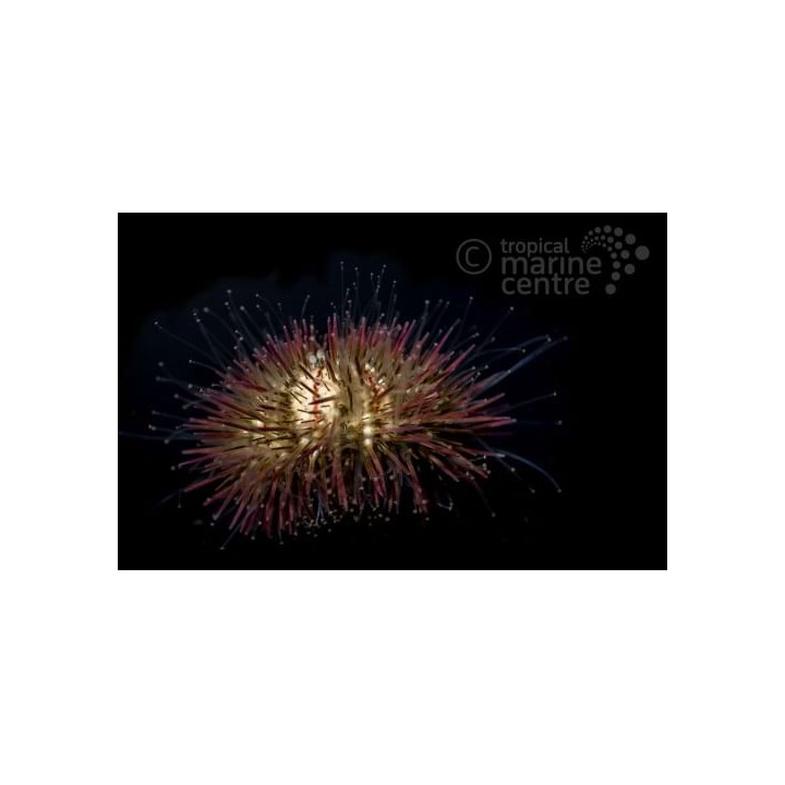 Lytechinus variegatus - Pincushion Urchin