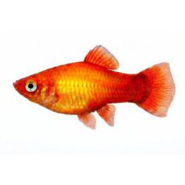 Platy sunset 3,5-5 cm -