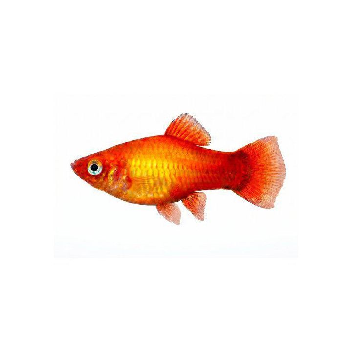 Platy sunset 3,5-5 cm -