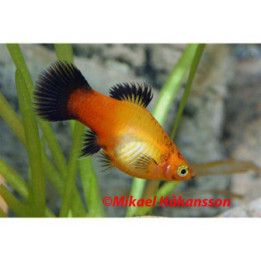 Platy sunset wagtail 3,5-5 cm -