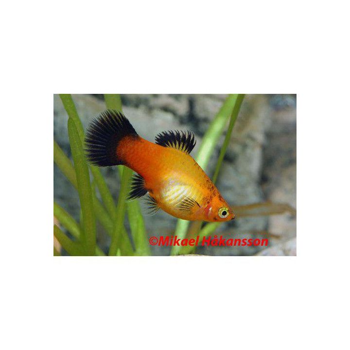 Platy sunset wagtail 3,5-5 cm -