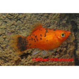 Platy berliner 3,5-5 cm -